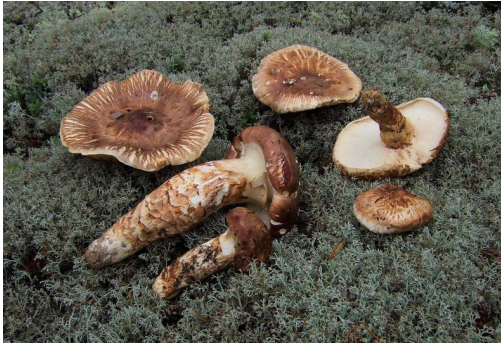 Image may contain: Fungus, Mushroom, Ingredient, Bolete, Agaricaceae.